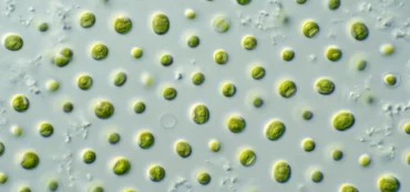 CSIRO_ScienceImage_10697_Microalgae.jpg